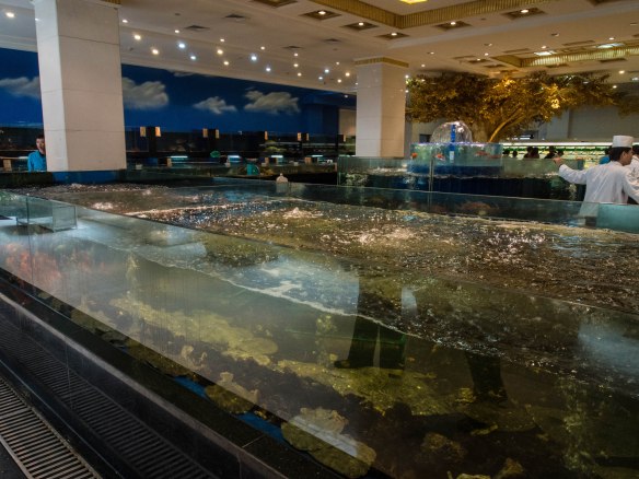 Tanks full of live seafood