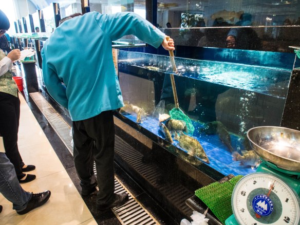 Netting our selected fish