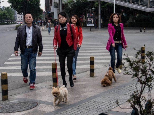 Walking the dogs in Chengdu