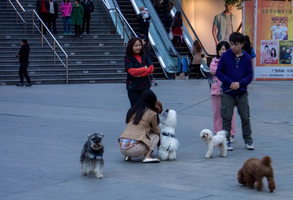 Doggie playtime in Chongqing