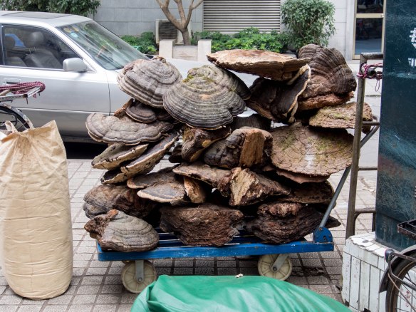 Huge dried mushrooms
