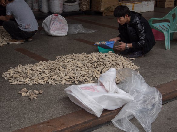 Selecting dried fungus