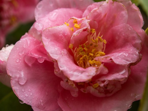 Lots of flowers at the temple