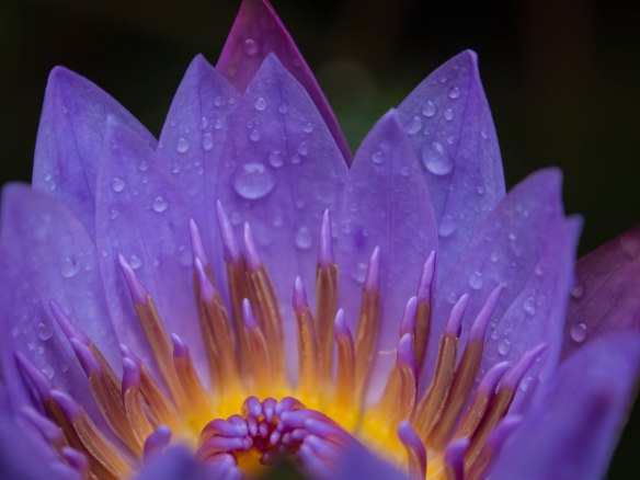 Lotus; an important symbol in Buddhism