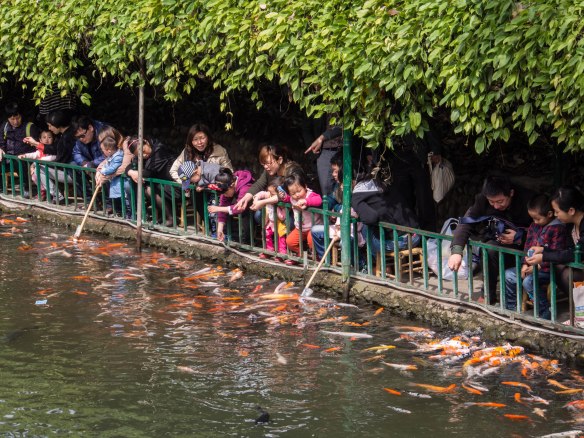 Ponds with fish to feed for the children